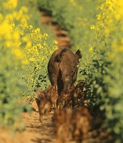 sanglier